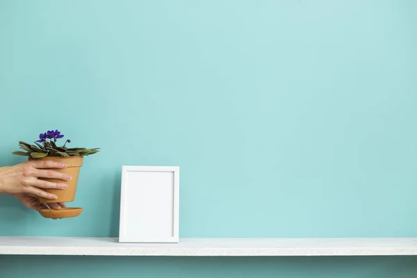 Moderna decoración de la habitación con marco de imagen maqueta. Estante blanco contra pared de color turquesa pastel con la mano poniendo planta violeta maceta . — Foto de Stock