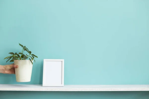 Moderna decoración de la habitación con marco de imagen maqueta. Estante blanco contra la pared de color turquesa pastel y la mano poner en maceta planta schefflera . — Foto de Stock