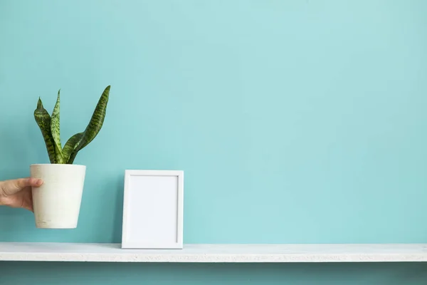 Modern room decoration with Picture frame mockup. White shelf against pastel turquoise wall with hand putting down potted snake plant. — Stock Photo, Image