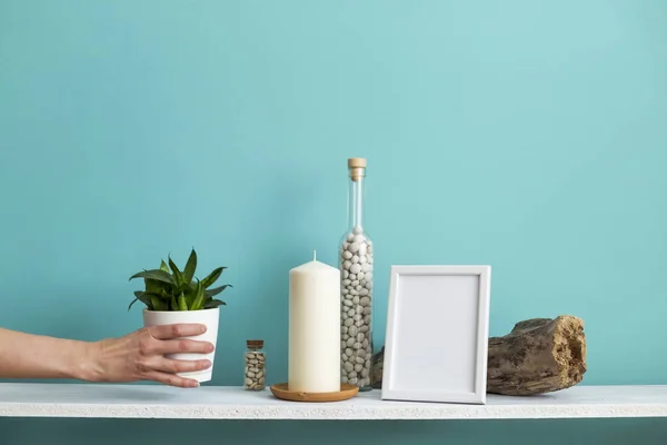 사진 프레임 모형과 현대적인 방 장식입니다. 파스텔 청록색 벽에 촛불과 바위가 있는 흰색 선반. 화분에 심은 뱀 식물을 내려 놓는 손 — 스톡 사진