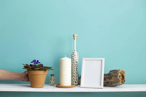 사진 프레임 모형과 현대적인 방 장식입니다. 파스텔 청록색 벽에 촛불과 바위가 있는 흰색 선반. 화분에 담긴 보라색 식물을 손으로 내려 놓는다 — 스톡 사진