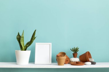 Pastel turkuaz duvara karşı beyaz raf çömlekçilikle sulu bitki ve saksı yılanı bitkisi..