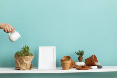 Beyaz raf pastel turkuaz duvara karşı çömlek ve sulu bitki. El sulama saksısı sulu bitkiler..