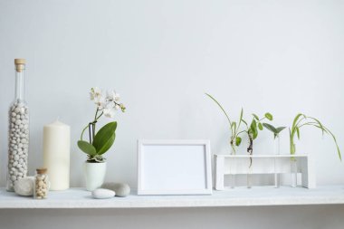 Dekoratif mum, cam ve kayalar ile beyaz duvara karşı Raf. Test tüplerinde bitki kesimleri.