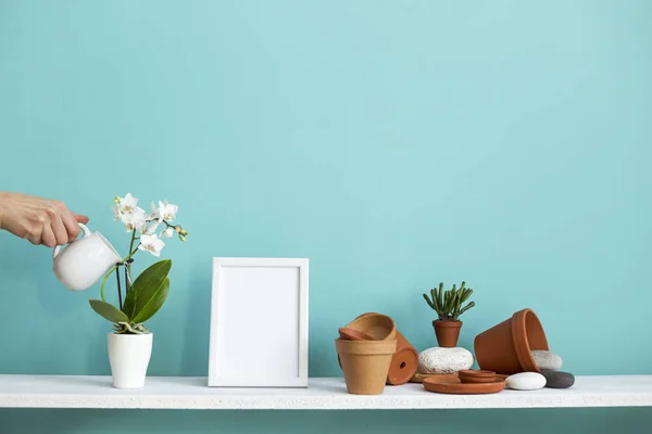 Estante blanco contra pared de color turquesa pastel con cerámica y planta suculenta. Planta de orquídea regada a mano . — Foto de Stock