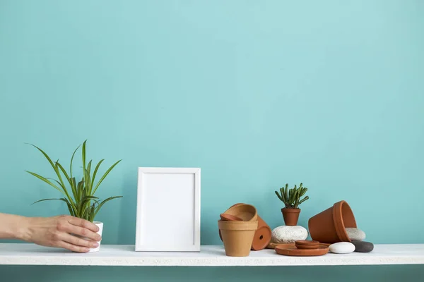 Estante blanco contra pared de color turquesa pastel con cerámica y planta suculenta. Mano poniendo planta de araña maceta . — Foto de Stock
