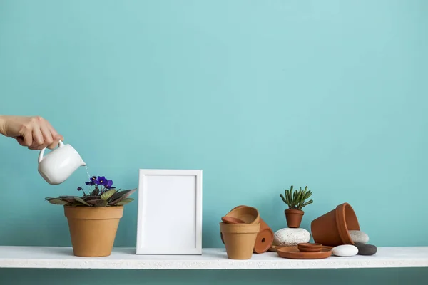 White shelf against pastel turquoise wall with pottery and succulent plant. Hand watering potted violet plant plant. — Stock Photo, Image