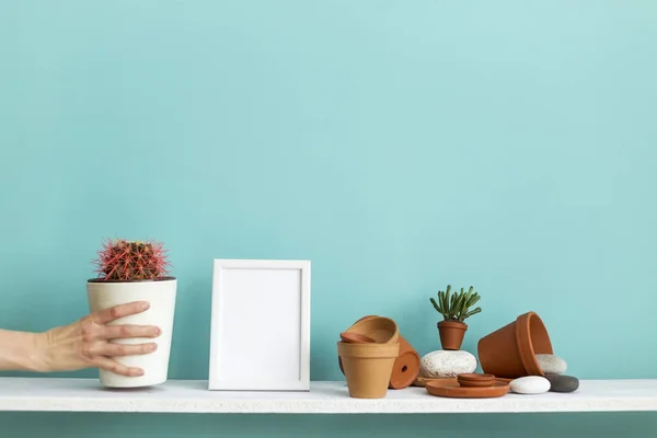 Estante blanco contra pared de color turquesa pastel con cerámica y planta suculenta. Mano poniendo cactus en maceta . — Foto de Stock