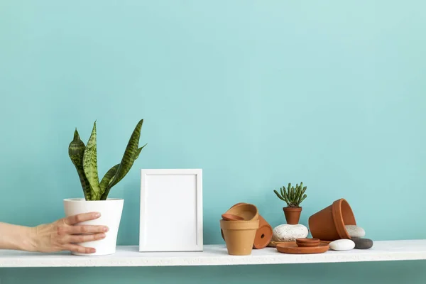 Estante blanco contra pared de color turquesa pastel con cerámica y planta suculenta. mano poniendo abajo maceta serpiente planta . — Foto de Stock