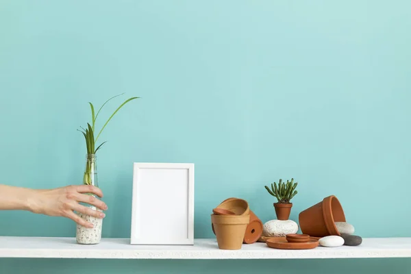 Estante blanco contra pared de color turquesa pastel con cerámica y planta suculenta. Mano poniendo planta de araña maceta . — Foto de Stock