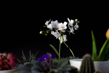 Çeşitli çiçek ve ev bitkileri yakın.