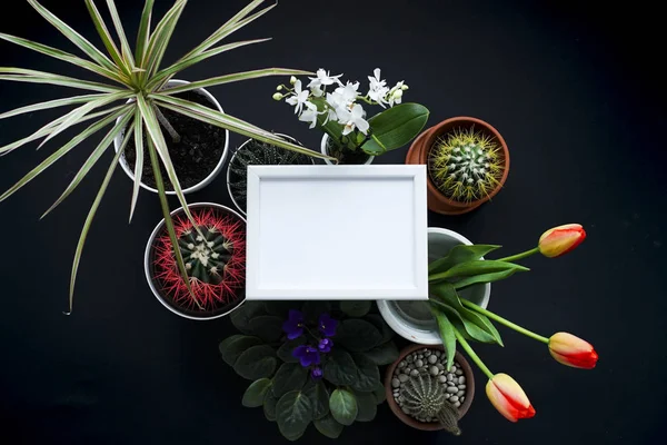 Mockup quadro de imagem. Cacto, plantas suculentas, tulipas e pedras decorativas. Vista de cima . — Fotografia de Stock