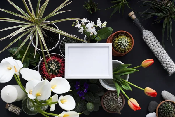 Imagen maqueta marco. Cactus, plantas suculentas, tulipanes y rocas decorativas. Vista desde arriba . — Foto de Stock