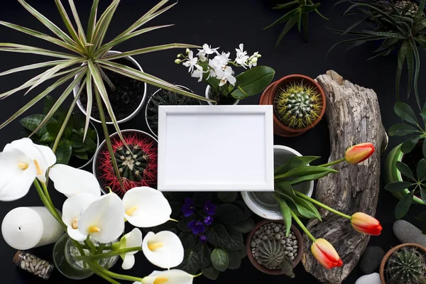 Imagen maqueta marco. Cactus, plantas suculentas, tulipanes y rocas decorativas. Vista desde arriba . — Foto de Stock