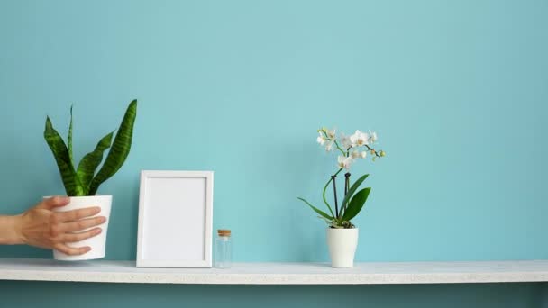 프레임 모형과 현대적인 장식입니다 파스텔 청록색 화분에 난초와 손으로 식물을 — 비디오