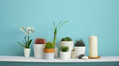 Çerçeve mockup ile modern oda dekorasyonu. Farklı tencerelerde çeşitli kaktüs ve etli bitkilerin koleksiyonu ile pastel turkuaz duvara karşı beyaz raf. Resim çerçevesi ekleme.