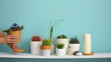 Resim çerçevesi mockup ile modern oda dekorasyonu. Farklı tencerelerde çeşitli kaktüs ve etli bitkilerin koleksiyonu ile pastel turkuaz duvara karşı beyaz raf. El onları sulıyor..