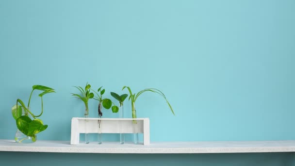 现代客房装饰 白色搁板对柔和的绿松石墙与收集各种植物切割试管 — 图库视频影像