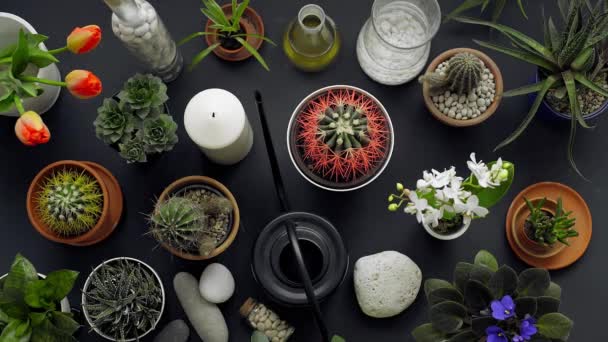 Moderna Decorazione Della Tavola Nera Cactus Piante Succulente Tulipani Rocce — Video Stock