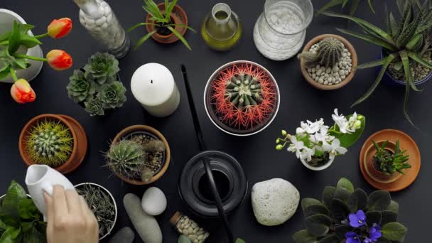 Moderna Decoración Mesa Negra Cactus Plantas Suculentas Tulipanes Rocas Decorativas — Vídeo de stock