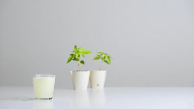 Çömlekte Cbd Marihuana bitkisi olan beyaz masa. İçinde Effervescent tableti olan bir bardak su al.