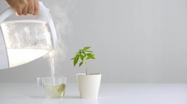 Çömlekçilikte marihuana bitkisi olan beyaz masa. Cd çayı yapmak için bardağa sıcak su dök..