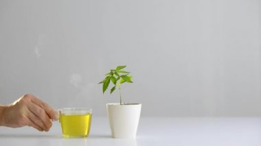 Çömlekçilikte marihuana bitkisi olan beyaz masa. Sıcak, sağlıklı Cbd çayı koyuyorum..