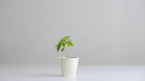 Mesa Blanca Con Planta Marihuana Cerámica Mano Poniendo Caliente Cbd — Vídeos de Stock