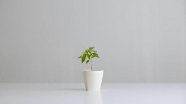 Çömlekçilikte marihuana bitkisi olan beyaz masa. Sıcak, sağlıklı Cbd çayı koyuyorum..