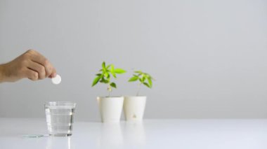 Çömlekte Cbd Marihuana bitkisi olan beyaz masa. Effervescent tabletini bir bardak suya koyuyor.