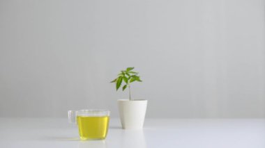 Çömlekçilikte marihuana bitkisi olan beyaz masa. Elin sıcak, sağlıklı Cbd çayı alıyor..