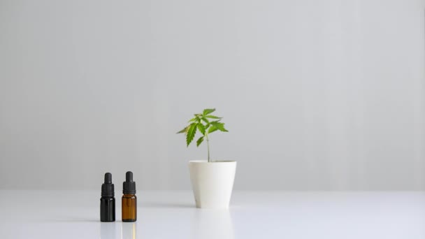 白桌和大麻植物在陶器中 手放下一瓶健康的Cbd油 — 图库视频影像
