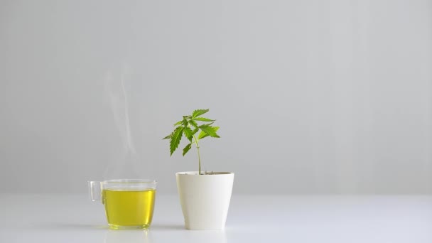 Biały Stół Rośliną Marihuany Ceramice Ręczne Biorąc Gorącą Zdrową Herbatę — Wideo stockowe