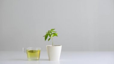 Çömlekçilikte marihuana bitkisi olan beyaz masa. Elin sıcak, sağlıklı Cbd çayı alıyor..