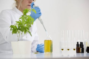 Scientist checking a pharmaceutical cbd oil in a laboratory with glass dropper and tubes clipart