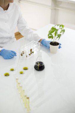 Bilim adamı bir laboratuvarda marihuana bitki ilerleme kontrol