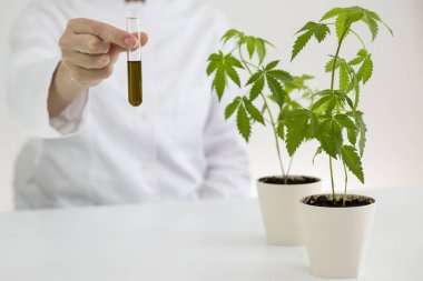 Bir laboratuvarda çeşitli cam kaselerde cbd yağı nın gösterilmesi