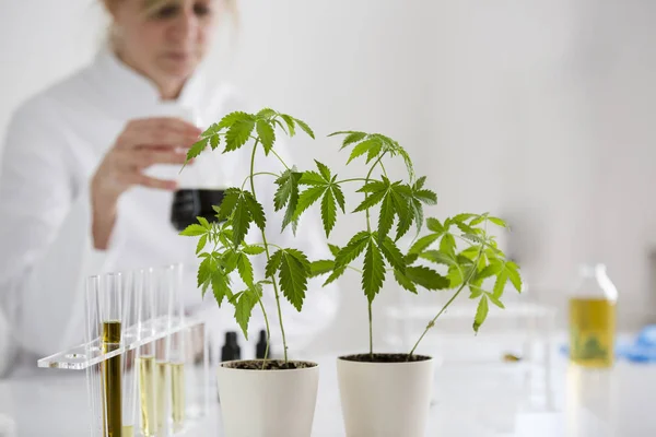 Marihuána növény laboratóriumi — Stock Fotó