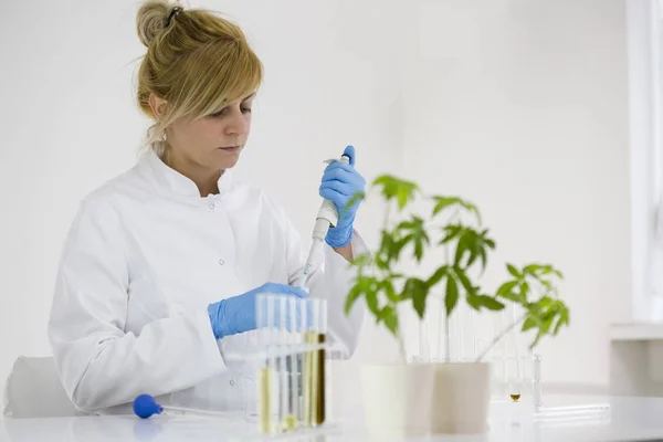 Científico revisando un aceite de cbd farmacéutico en un laboratorio con gotero de vidrio y tubos — Foto de Stock