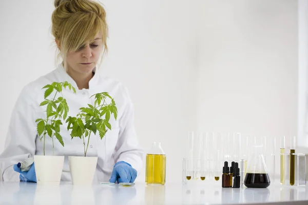 Científico revisando el progreso de la planta de marihuana en un laboratorio — Foto de Stock