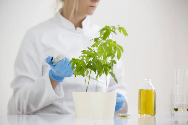 Riego de plantas de cannabis en el laboratorio . — Foto de Stock