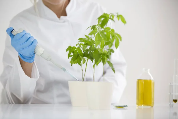 Riego de plantas de cannabis en el laboratorio . — Foto de Stock