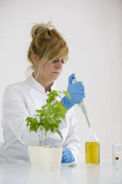 Científico revisando un aceite de cbd farmacéutico en un laboratorio con gotero de vidrio y tubos — Foto de Stock