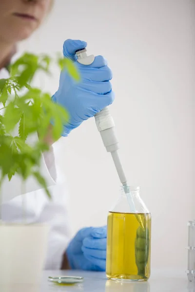 Scientifique vérifiant une huile de cbd pharmaceutique dans un laboratoire avec compte-gouttes et tubes en verre — Photo