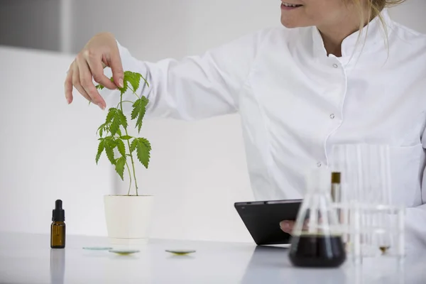 Científico revisando un aceite de cbd farmacéutico en un laboratorio con una tableta — Foto de Stock