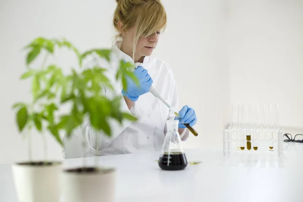 Científico revisando un aceite de cbd farmacéutico en un laboratorio en vidrio de reloj — Foto de Stock