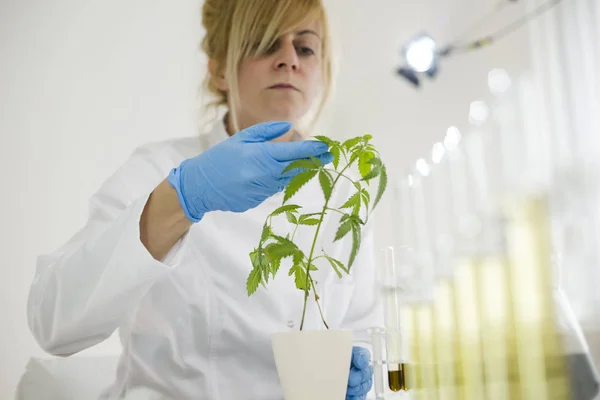 Científico revisando el progreso de la planta de marihuana en un laboratorio — Foto de Stock