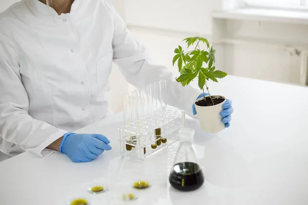 Científico revisando el progreso de la planta de marihuana en un laboratorio — Foto de Stock