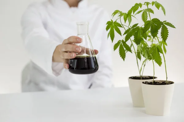 Mostrando olio cbd in varie ciotole di vetro in un laboratorio — Foto Stock