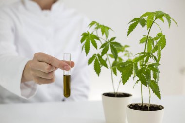 Bir laboratuvarda çeşitli cam kaselerde cbd yağı nın gösterilmesi